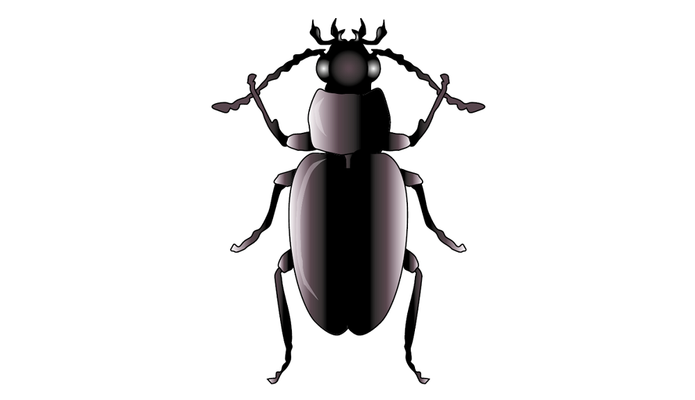 An illustration of a beetle